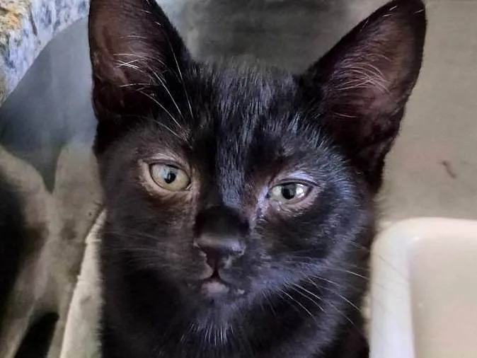 Gato ra a SRD-ViraLata idade 2 a 6 meses nome Tico