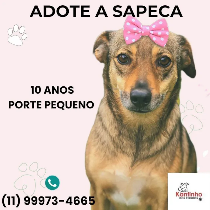 Cachorro ra a SRD-ViraLata idade 6 ou mais anos nome Sapeca