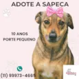 Sapeca