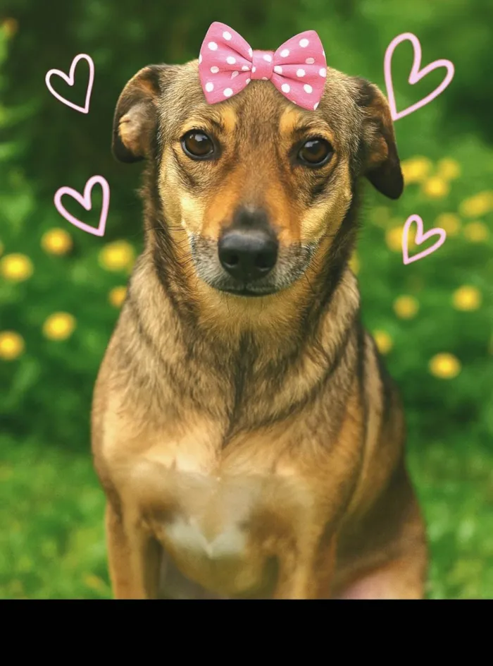 Cachorro ra a SRD-ViraLata idade 6 ou mais anos nome Sapeca