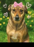 Sapeca