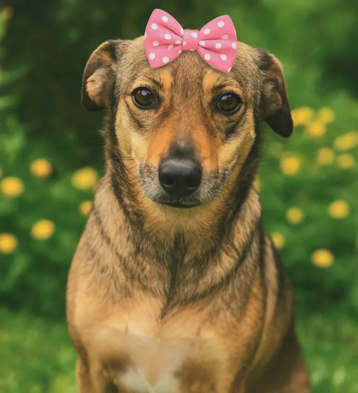 Cachorro ra a SRD-ViraLata idade 6 ou mais anos nome Sapeca
