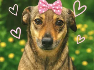 Cachorro raça SRD-ViraLata idade 6 ou mais anos nome Sapeca