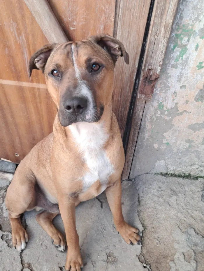 Cachorro ra a SRD-ViraLata idade 1 ano nome Toddy