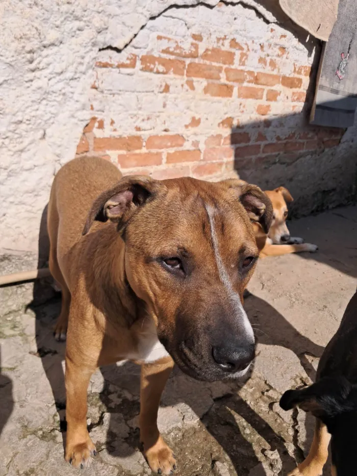 Cachorro ra a SRD-ViraLata idade 1 ano nome Toddy