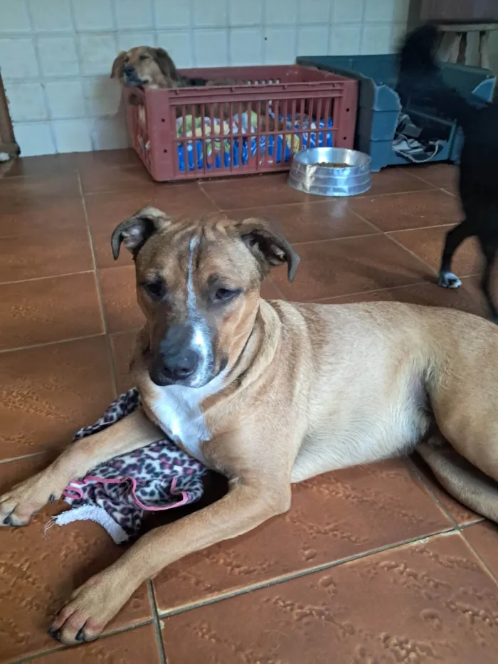 Cachorro ra a SRD-ViraLata idade 1 ano nome Toddy