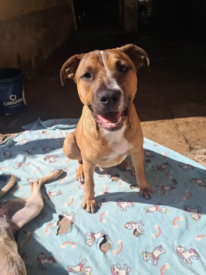 Cachorro ra a SRD-ViraLata idade 1 ano nome Toddy