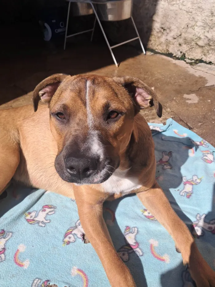 Cachorro ra a SRD-ViraLata idade 1 ano nome Toddy