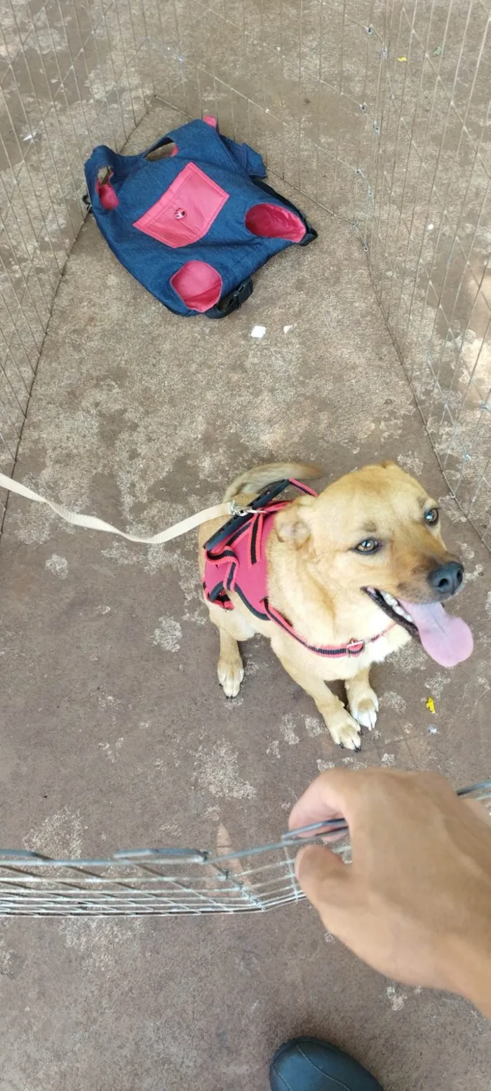 Cachorro ra a SRD-ViraLata idade 2 anos nome Karl Max