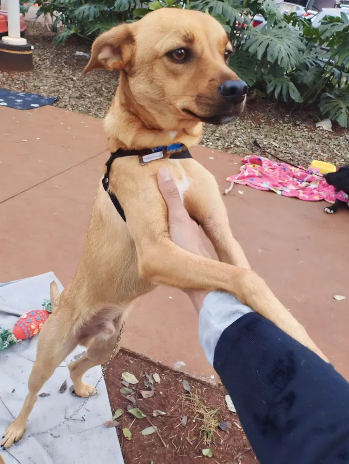 Cachorro ra a SRD-ViraLata idade 2 anos nome Karl Max