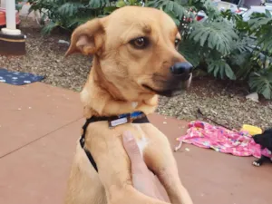 Cachorro raça SRD-ViraLata idade 2 anos nome Karl Max