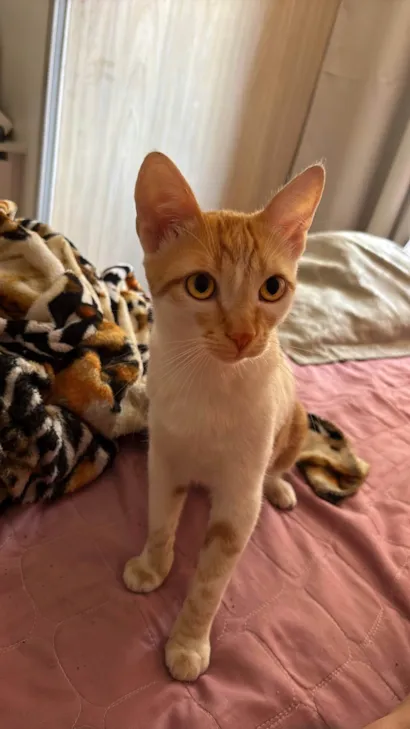 Gato raça SRD-ViraLata idade 2 a 6 meses nome Sheldon