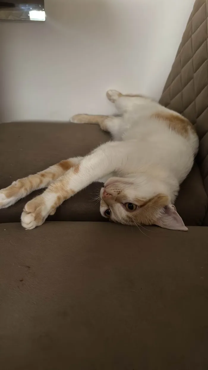 Gato ra a SRD-ViraLata idade 2 a 6 meses nome Sheldon