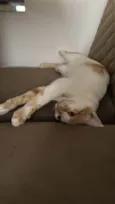 Sheldon