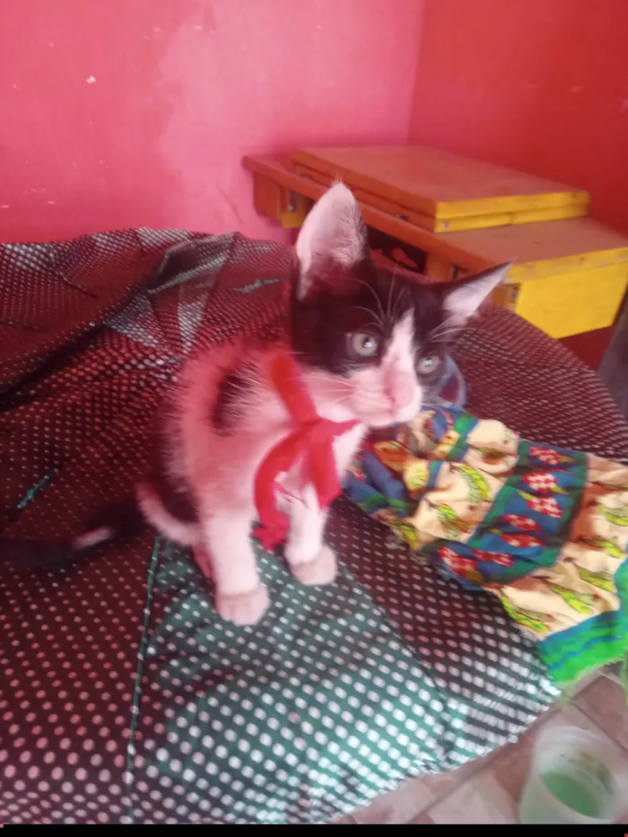 Gato ra a SRD-ViraLata idade 2 a 6 meses nome Mimo