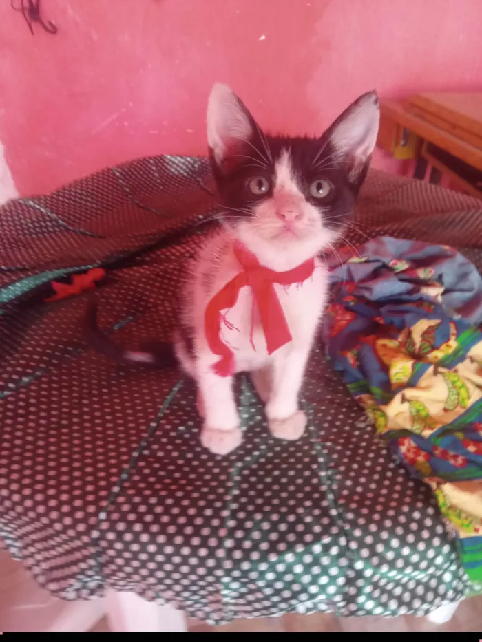 Gato ra a SRD-ViraLata idade 2 a 6 meses nome Mimo
