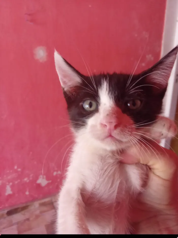 Gato ra a SRD-ViraLata idade 2 a 6 meses nome Mimo