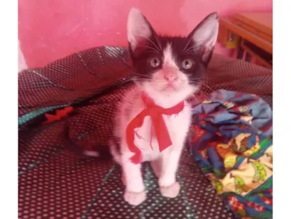 Gato raça SRD-ViraLata idade 2 a 6 meses nome Mimo
