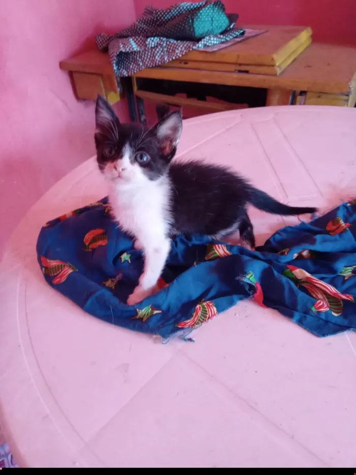 Gato ra a SRD-ViraLata idade 2 a 6 meses nome Belle