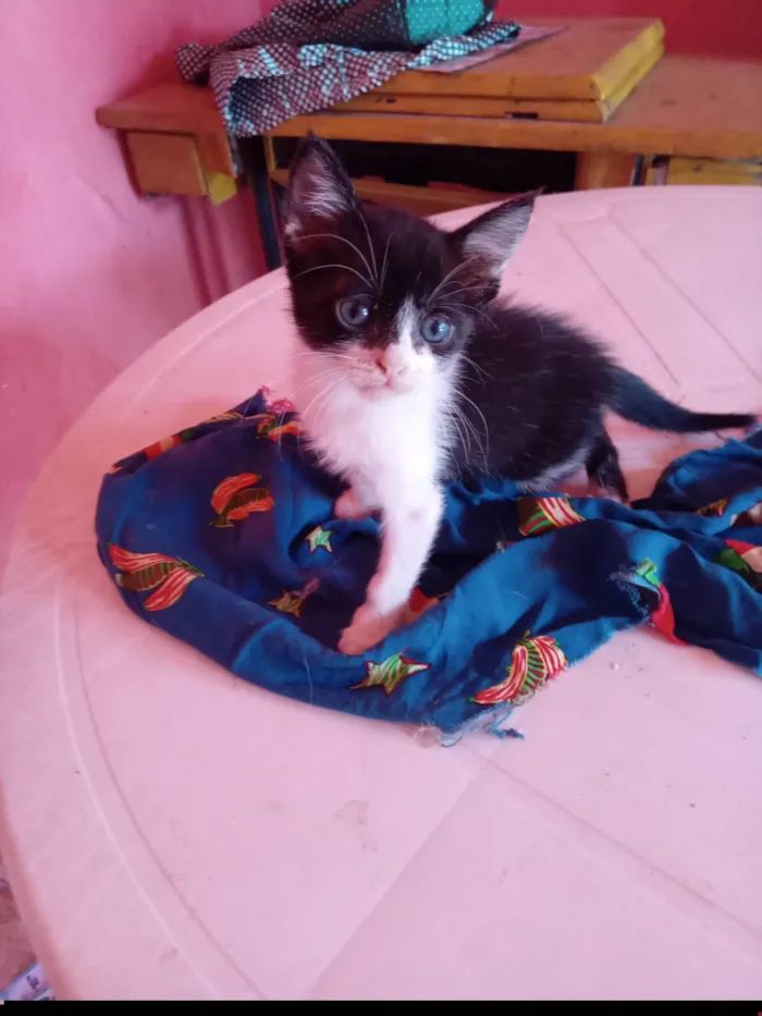 Gato ra a SRD-ViraLata idade 2 a 6 meses nome Belle