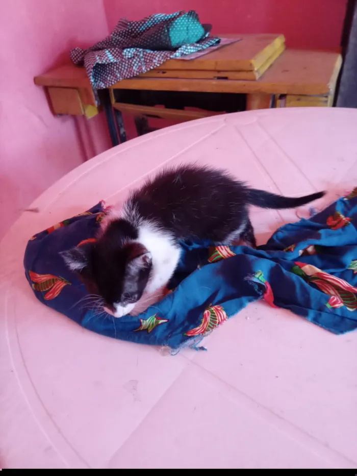 Gato ra a SRD-ViraLata idade 2 a 6 meses nome Belle