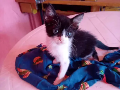 Gato raça SRD-ViraLata idade 2 a 6 meses nome Belle