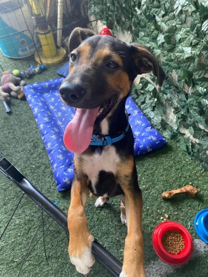 Cachorro ra a SRD-ViraLata idade 2 a 6 meses nome Buck