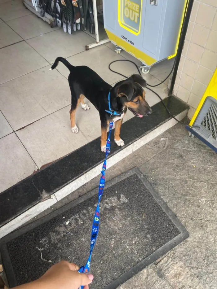 Cachorro ra a SRD-ViraLata idade 2 a 6 meses nome Buck