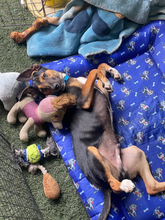 Cachorro ra a SRD-ViraLata idade 2 a 6 meses nome Buck
