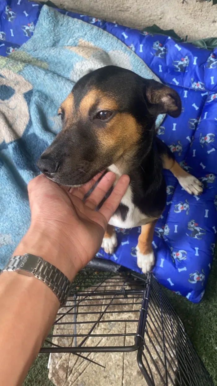Cachorro ra a SRD-ViraLata idade 2 a 6 meses nome Buck