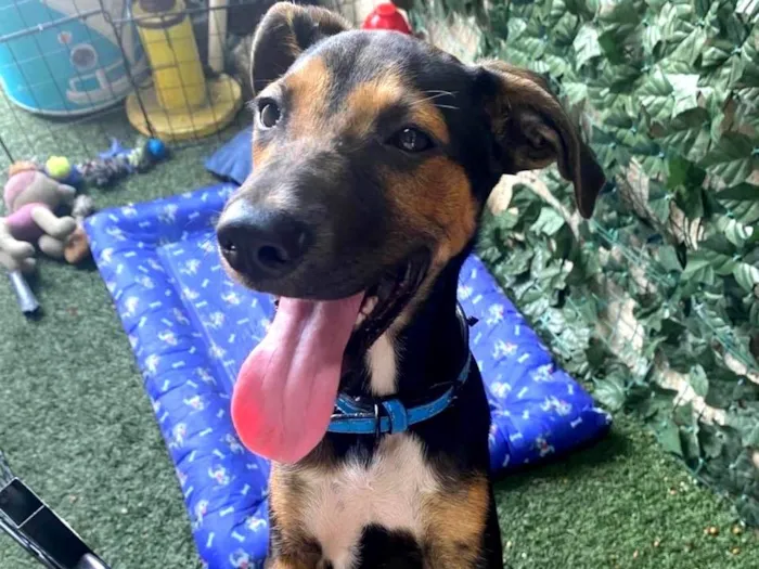 Cachorro ra a SRD-ViraLata idade 2 a 6 meses nome Buck