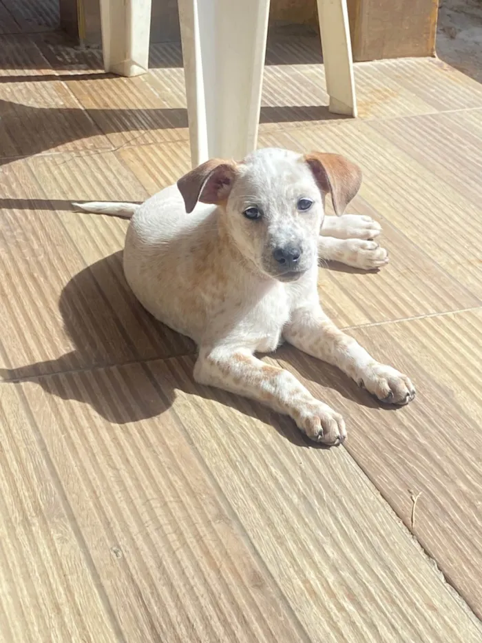 Cachorro ra a SRD-ViraLata idade 2 a 6 meses nome Sem nome