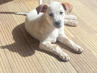 Cachorro raça SRD-ViraLata idade 2 a 6 meses nome Sem nome