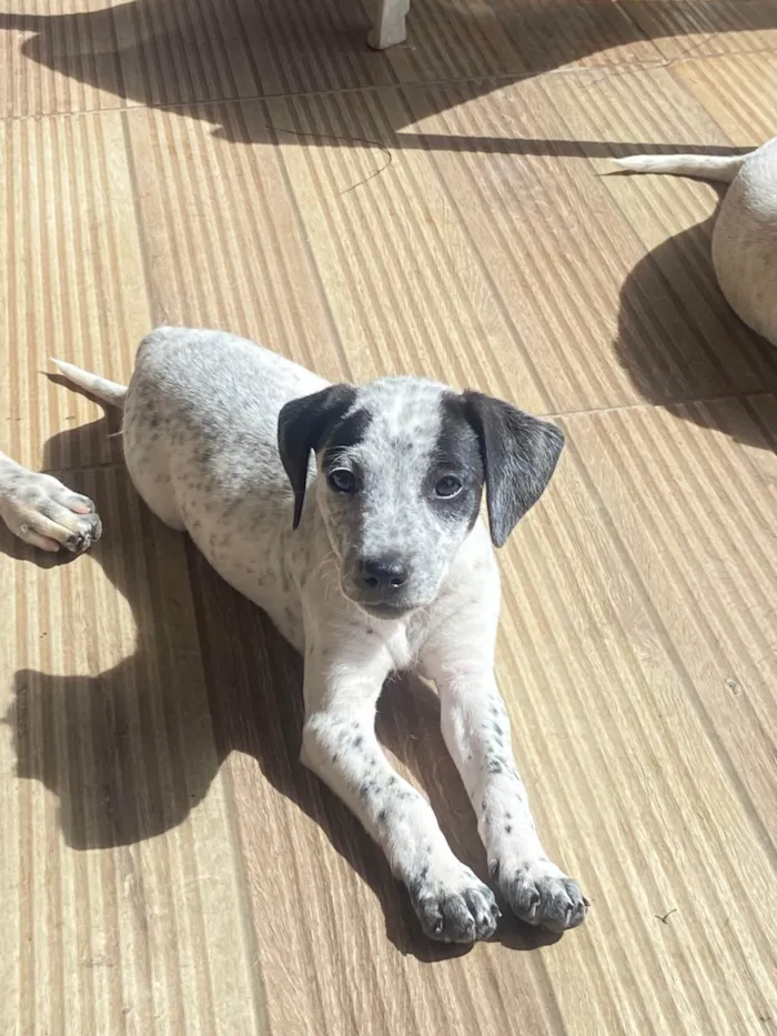 Cachorro ra a SRD-ViraLata idade 2 a 6 meses nome Sem nome