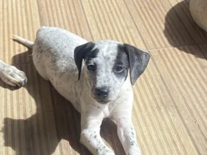 Cachorro raça SRD-ViraLata idade 2 a 6 meses nome Sem nome
