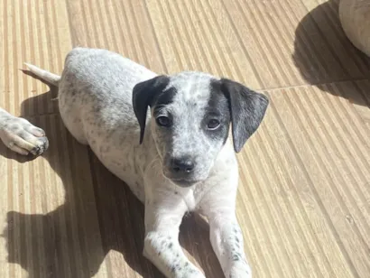 Cachorro raça SRD-ViraLata idade 2 a 6 meses nome Sem nome
