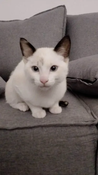 Gato raça SRD-ViraLata idade 2 a 6 meses nome Lua