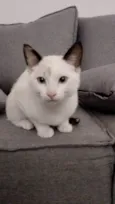 Lua
