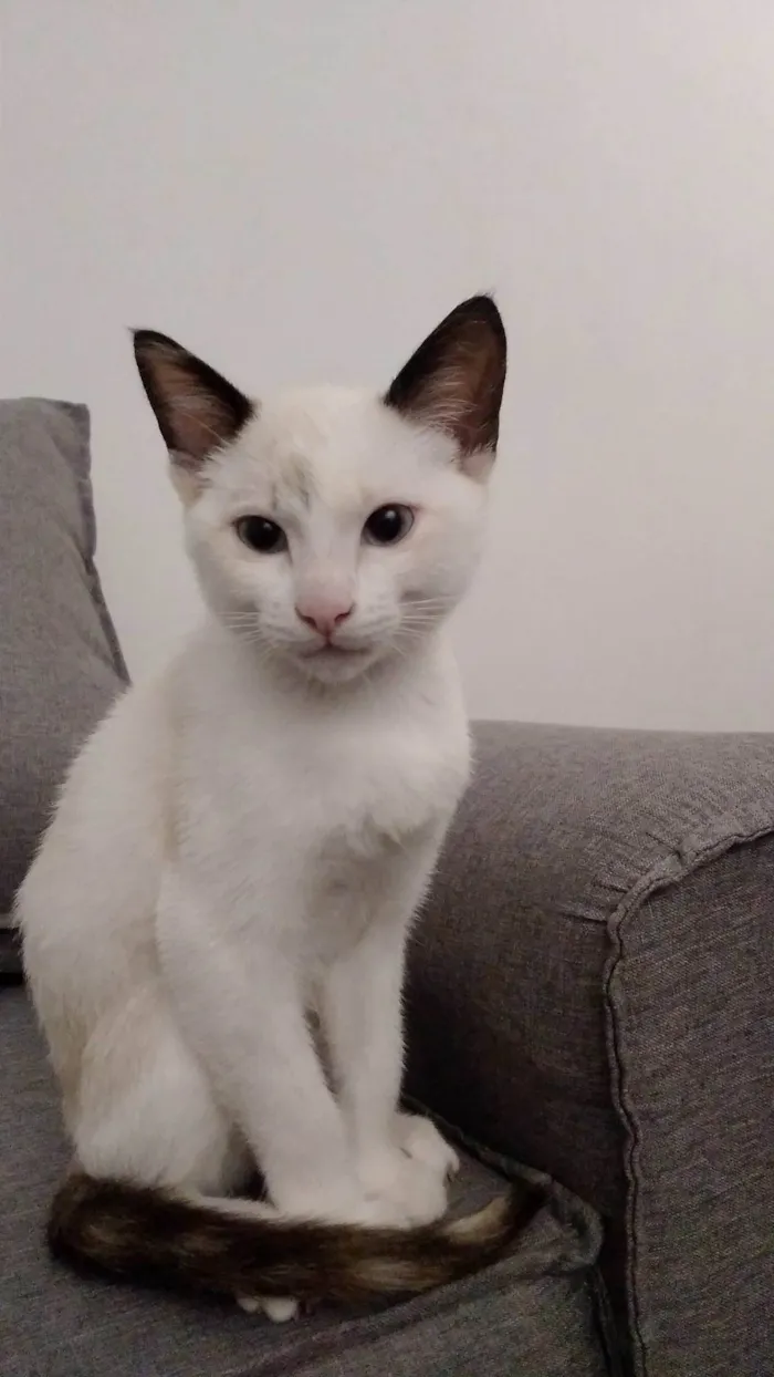 Gato ra a SRD-ViraLata idade 2 a 6 meses nome Lua