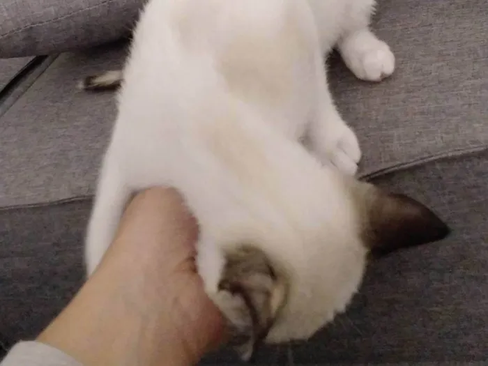 Gato ra a SRD-ViraLata idade 2 a 6 meses nome Lua