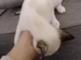 Lua