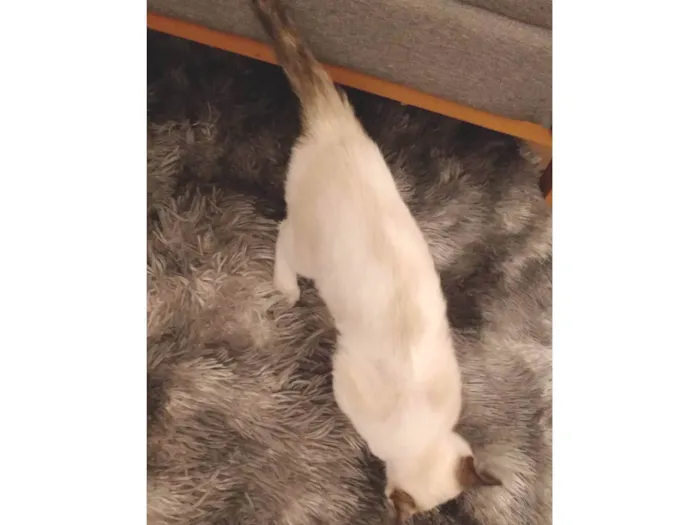 Gato ra a SRD-ViraLata idade 2 a 6 meses nome Lua