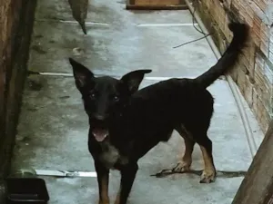Cachorro raça SRD-ViraLata idade 3 anos nome Preto