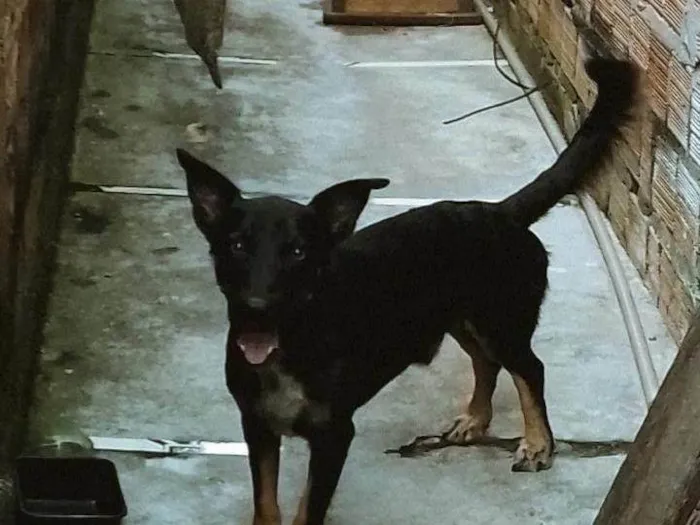 Cachorro ra a SRD-ViraLata idade 3 anos nome Preto