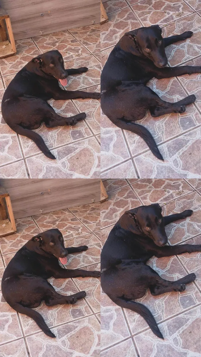 Cachorro ra a SRD-ViraLata idade 1 ano nome Zeus 