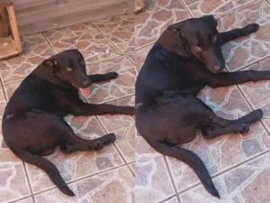 Cachorro raça SRD-ViraLata idade 1 ano nome Zeus 