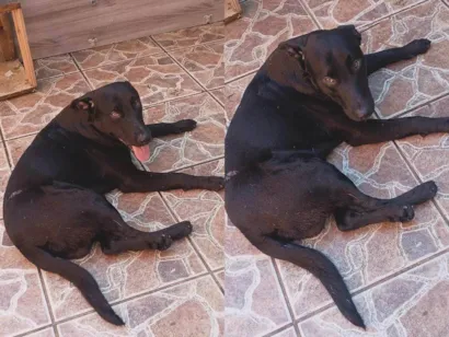 Cachorro raça SRD-ViraLata idade 1 ano nome Zeus 