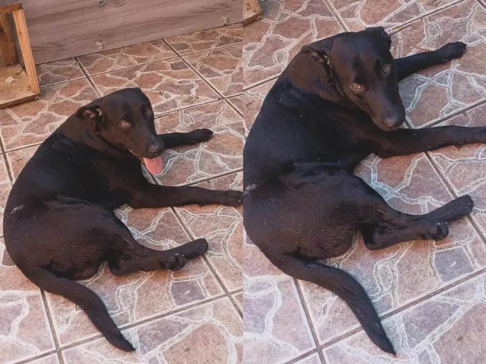 Cachorro ra a SRD-ViraLata idade 1 ano nome Zeus 