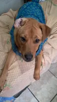 Scooby