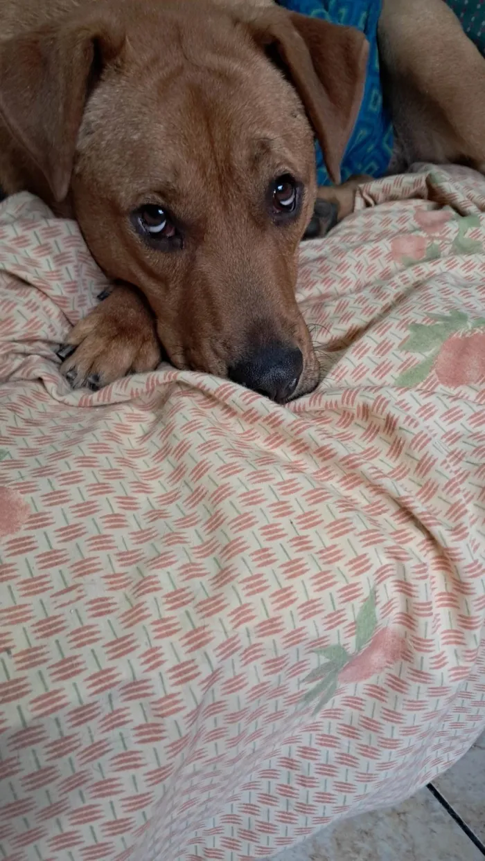 Cachorro ra a SRD-ViraLata idade 1 ano nome Scooby